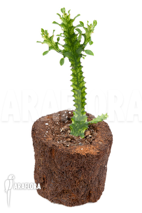 Euphorbia trigona Variegata ’starter‘