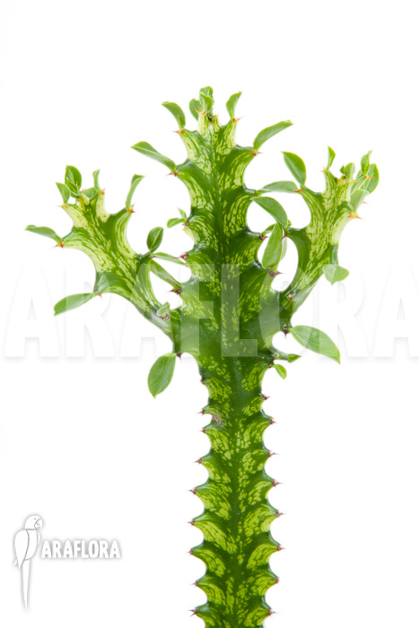 Euphorbia trigona Variegata ’starter‘