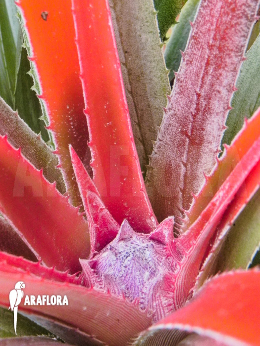 Fascicularia bicolor flower