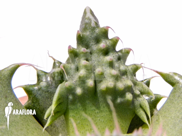 Faucaria tigrina