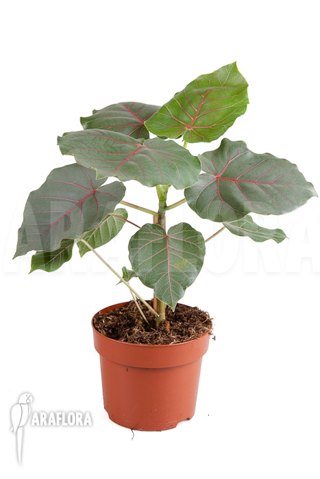 Ficus petiolaris ‚Starter‘