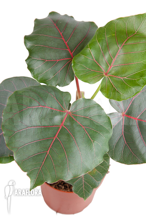 Ficus petiolaris ‚Starter‘