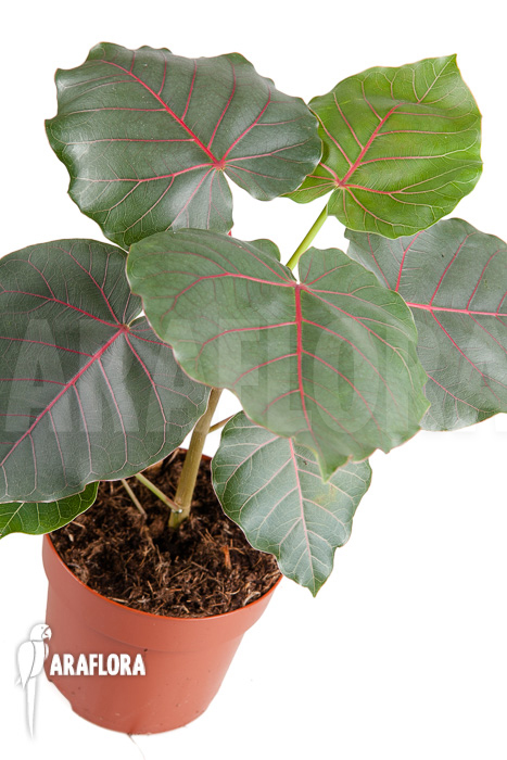 Ficus petiolaris ‚Starter‘