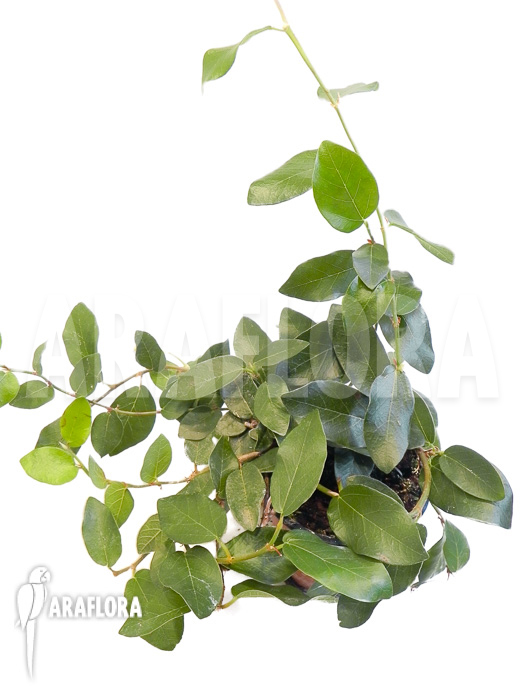 Ficus pumila ‚Elisa‘