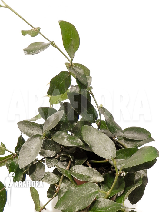 Ficus pumila ‚Elisa‘