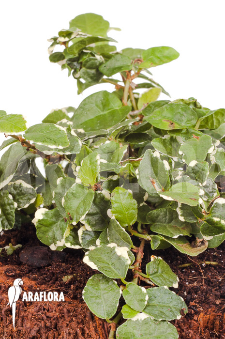 Ficus pumila ‚White sunny‘