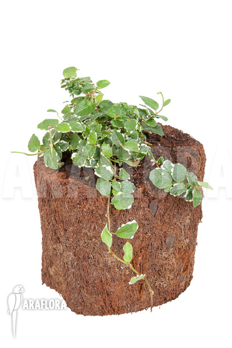 Ficus pumila ‚White sunny‘