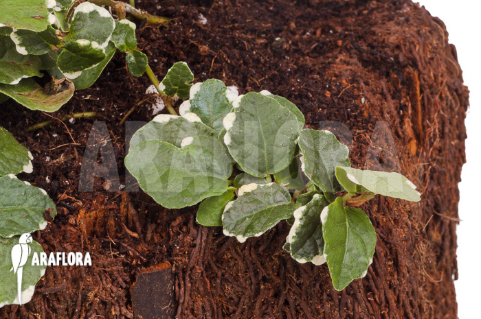 Ficus pumila ‚White sunny‘