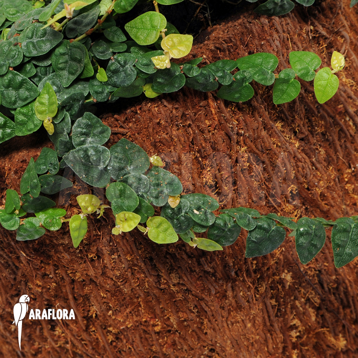 Ficus pumila var. minuta ‚Species colombia‘