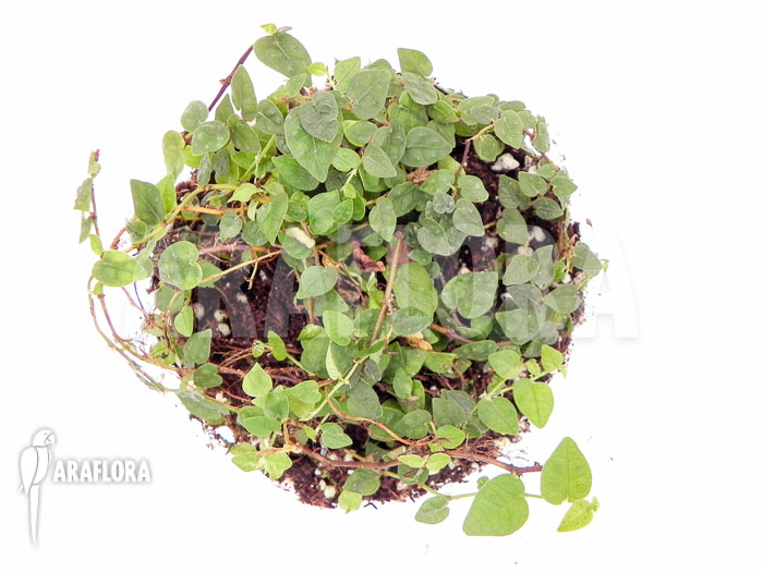 Ficus pumila var. minuta ‚Species colombia‘