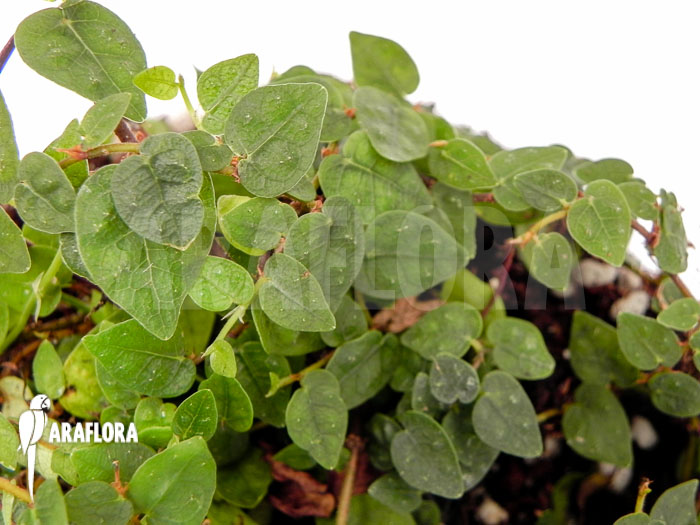 Ficus pumila var. minuta ‚Species colombia‘