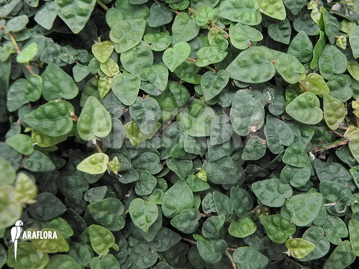 Ficus pumila var. minuta ‚Species colombia‘