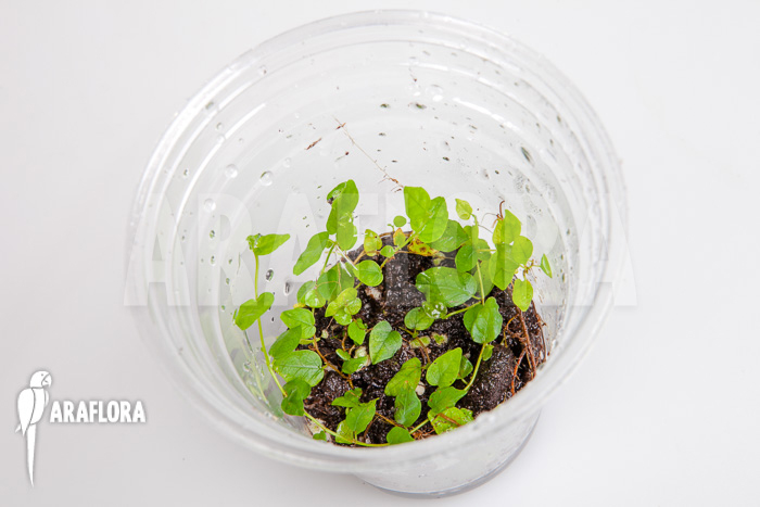 Ficus pumila var minuta ‚Species Colombia‘ ‚Starter‘