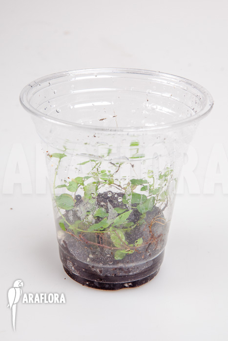 Ficus pumila var minuta ‚Species Colombia‘ ‚Starter‘