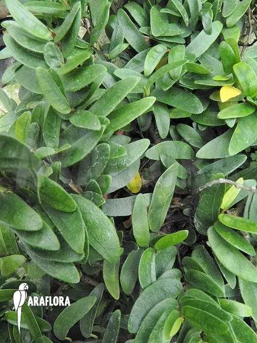 Ficus punctata ‚Species Panama‘