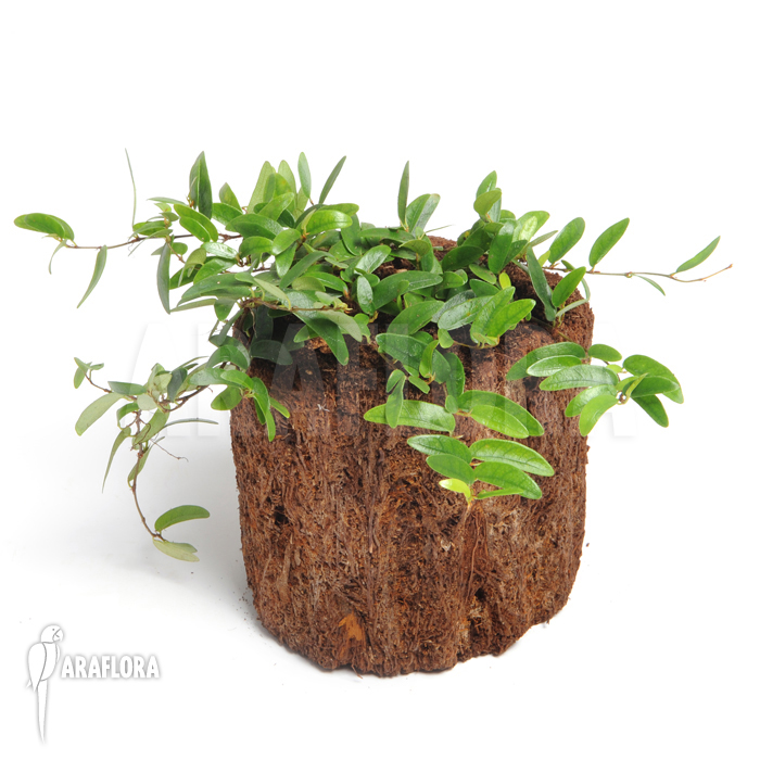 Ficus punctata ‚Species Panama‘