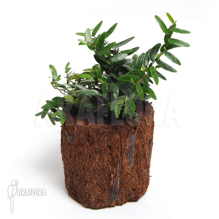 Ficus punctata ‚Species Panama‘