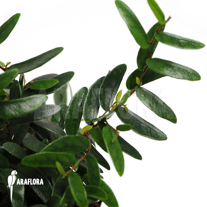 Ficus punctata ‚Species Panama‘