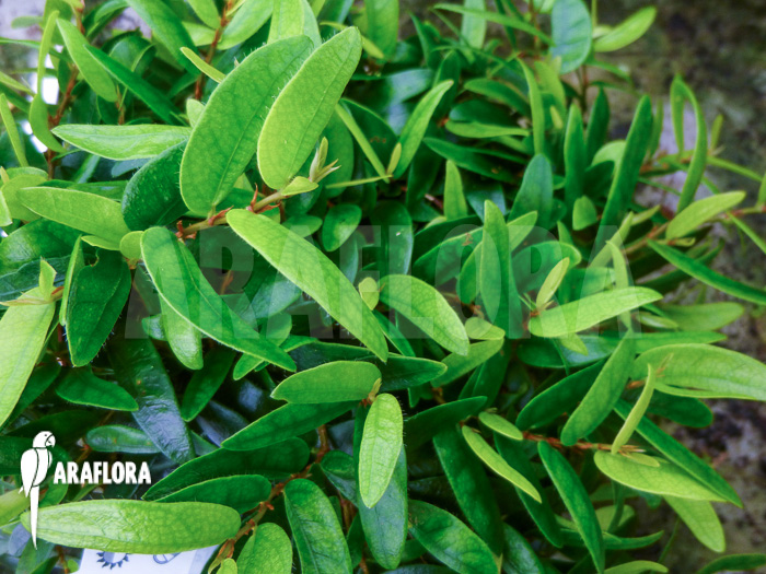 Ficus punctata ‚Species Panama‘