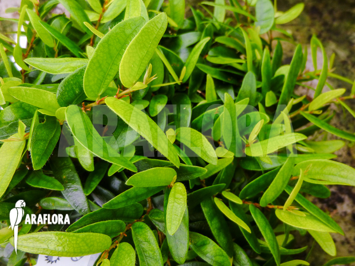 Ficus punctata ‚Species Panama‘