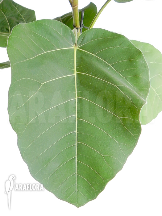 Ficus sp ‚everest‘