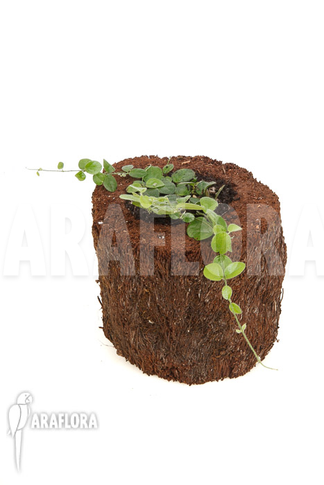 Ficus species Borneo