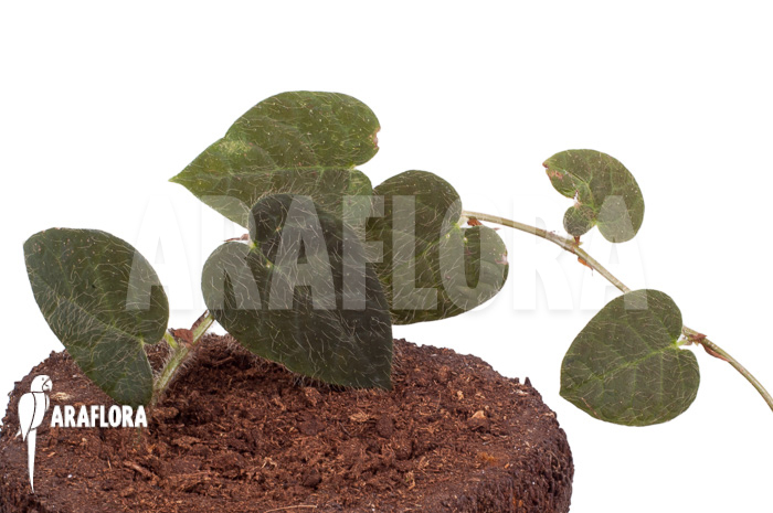 Ficus villosa ‚Starter‘