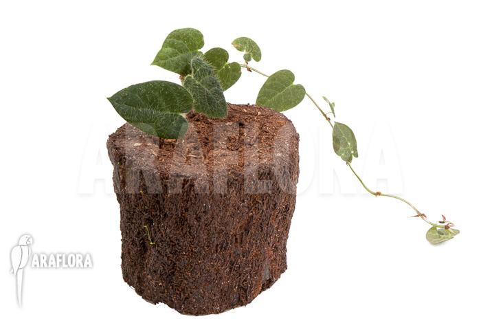 Ficus villosa ‚Starter‘