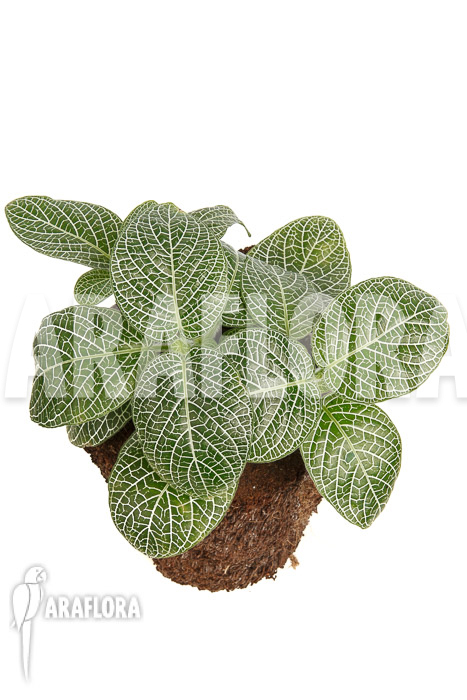 Fittonia-albivenis-new-3