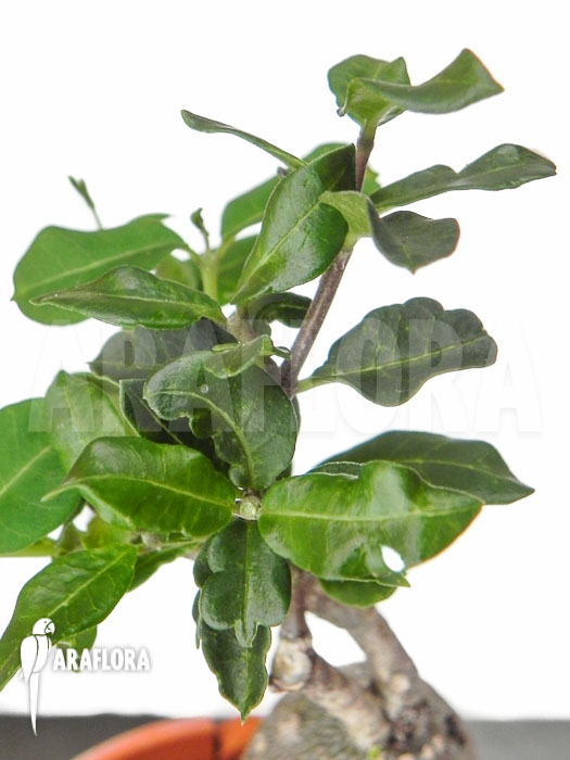 Fockea edulis ‚M‘