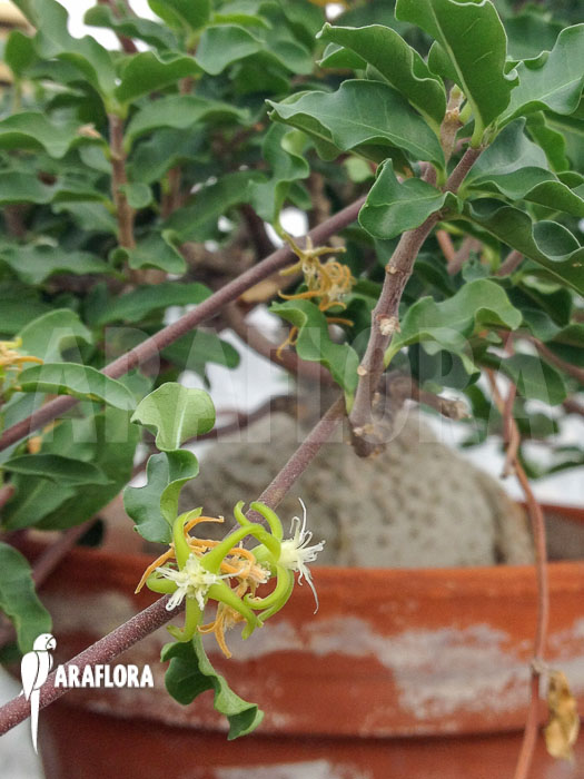 Fockea edulis ‚M‘ flower