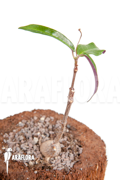 Fockea natalensis ‚S‘