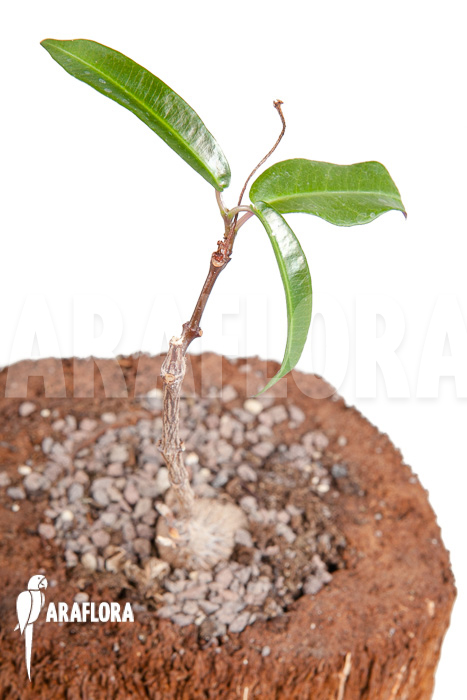 Fockea natalensis ‚S‘