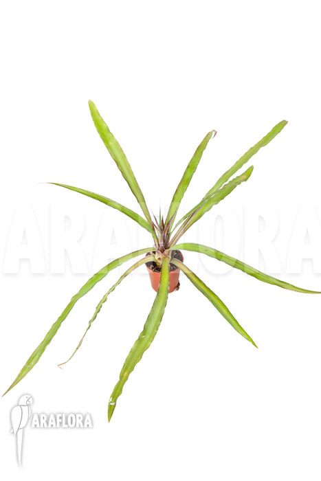 Fosterella villosula