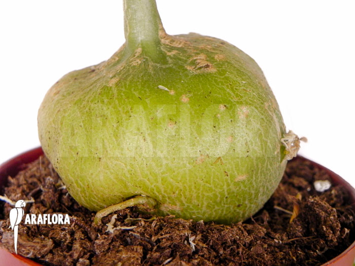 Gerrardanthus macrorhizus