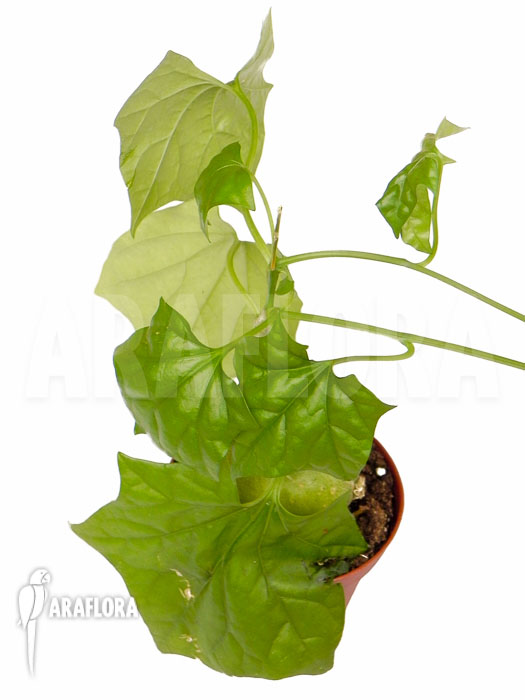 Gerrardanthus macrorhizus