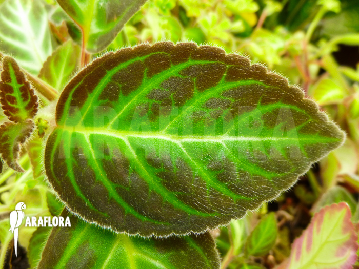 Gloxinella lindeniana