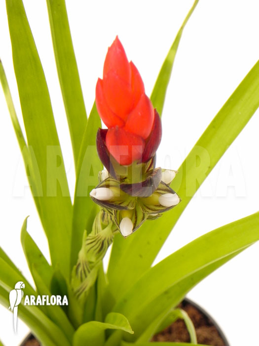 Guzmania monostachia