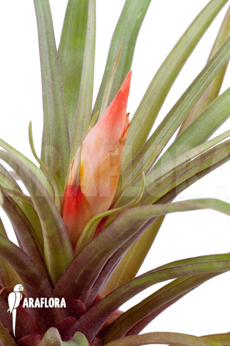 Guzmania puyoensis