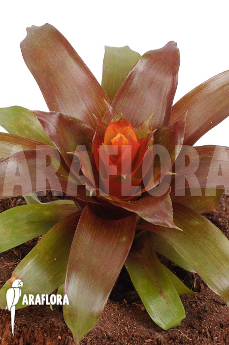 Guzmania x Folie