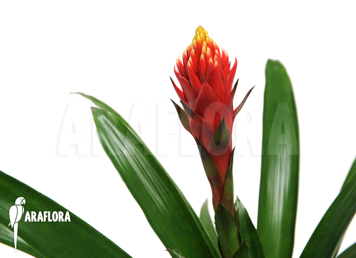 Guzmania x ‚Focus‘