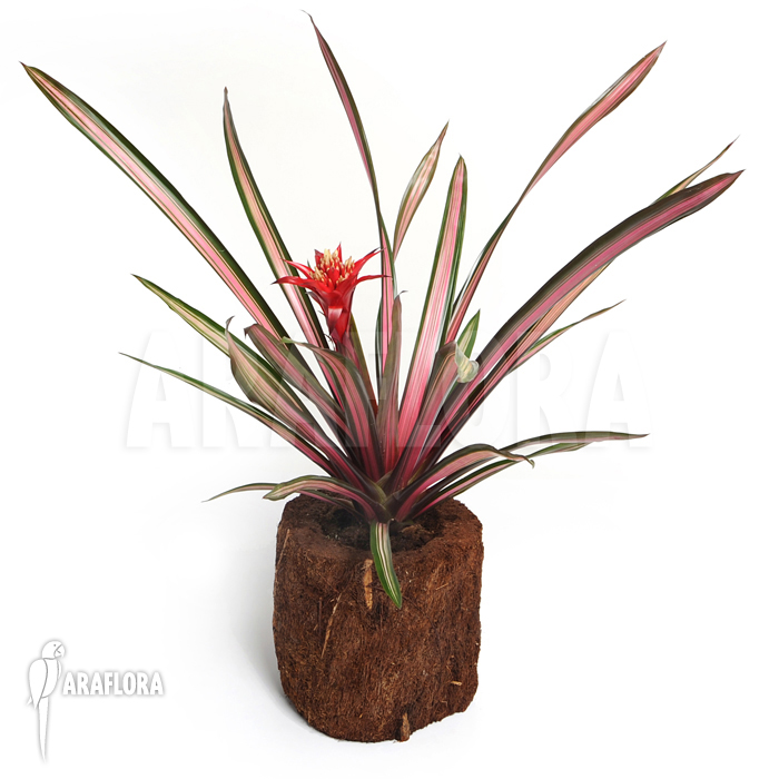 Guzmania x ‚Mini Exodus‘