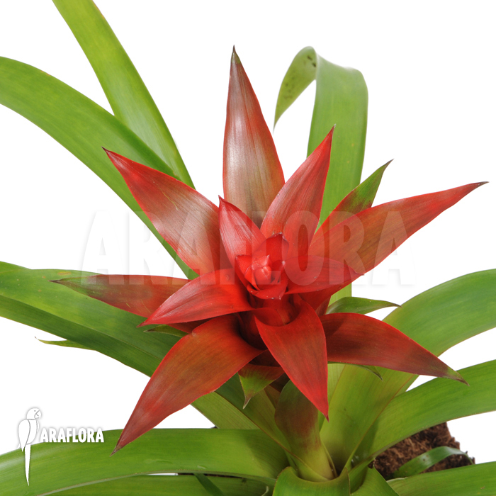 Guzmania x ‚Tempo‘
