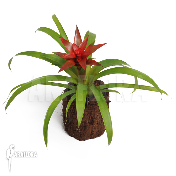 Guzmania x ‚Tempo‘