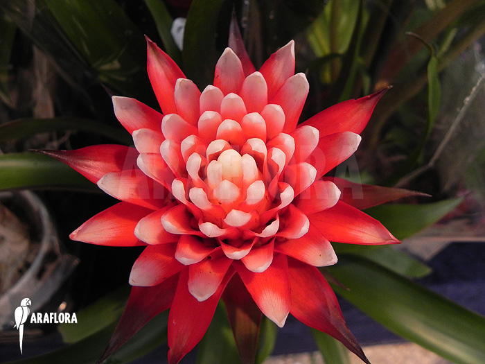 Guzmania x ‚Fortuna Hope‘