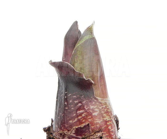 Haemanthus multiflorus start