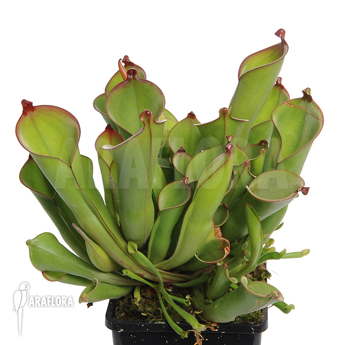 Heliamphora heterodoxa ‚L‘