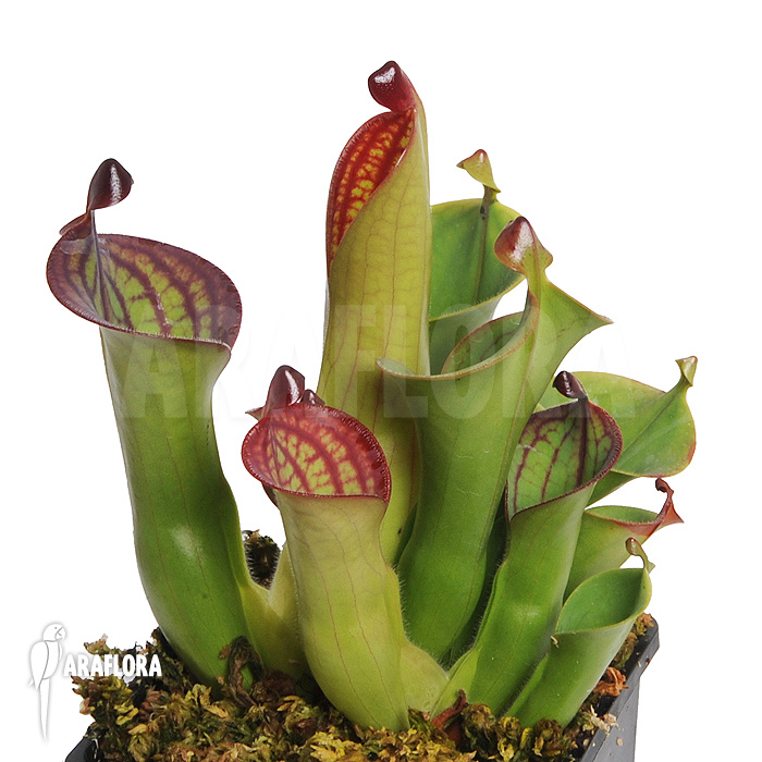 Not for sale of Heliamphora macdonaldae