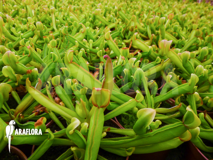 Heliamphora nutans Starter