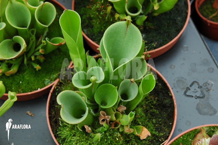 Heliamphora x heterodoxa x minor ‚L‘